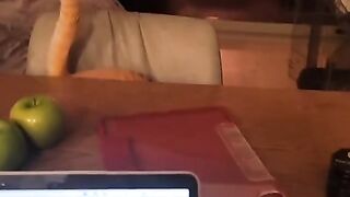Pro котиков