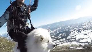 Wolf flying