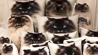 Pro кота