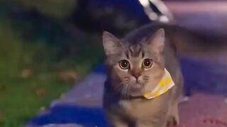 Funny and cute animals #16