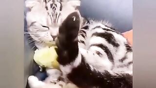 Pro кота
