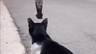 Funny and cute animals #17