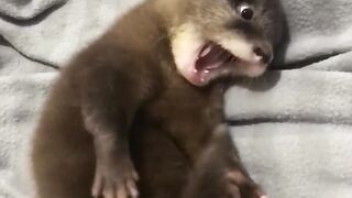 Funny and cute animals #18