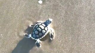 Funny and cute animals #20