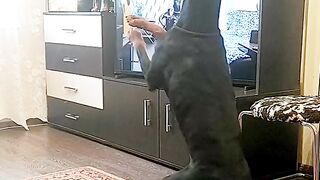 This Dobermann Has His Own Workout Routine