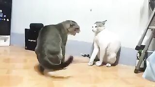 Cat fight