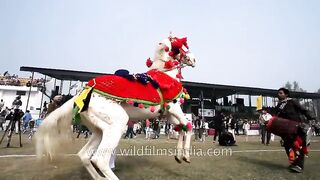 Horse dancing to the rhythm of dhol only in india