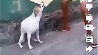 Brazilian funny dog #brazilian #funny #dog #febspot