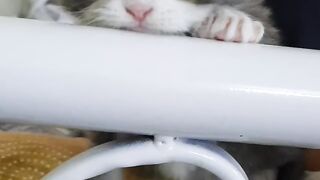 Hi Viewers!! | Little Kitten