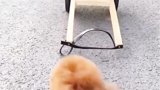 Driver dog ???????? Funny videos ????