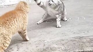 Beautiful Cat Fighting