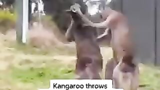 Kangaroo.