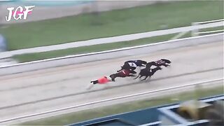 Greyhounds racing