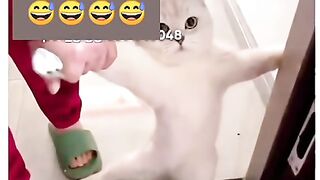 Latest funny video New 2023