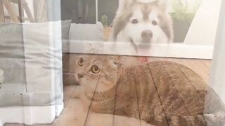 FUNNY PETS - FUNNY FRIENDS!