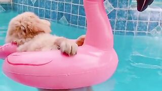 Funny and cute animals #21