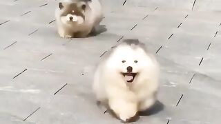 Funny and cute animals #22