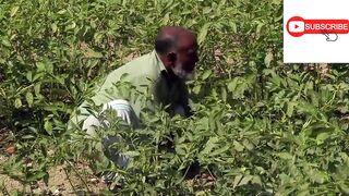 Green garden All part subscribe please wach all