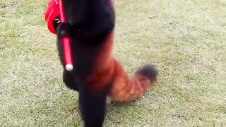 Funny and cute animals #23