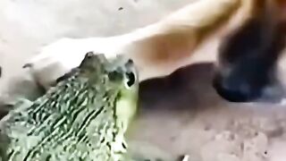 Funny and cute animals #24