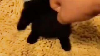 Funny and cute animals #25