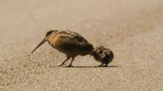 Funny and cute animals #26