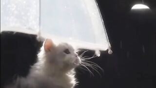 Милашка