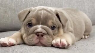 Funny and cute animals #27