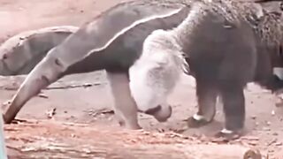 Amazing animal