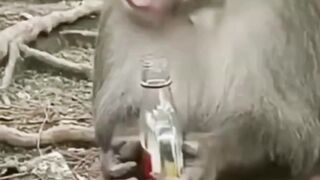Funny monkey moment after drink