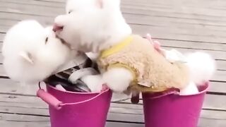 Funny and cute animals #28