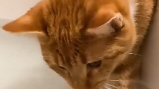 Funny and cute animals #29