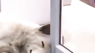 Funny animals compilation!