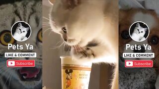CUTE AND LOVELY DOING FUN IN DRAMATIC MOMENTS COMPILATION