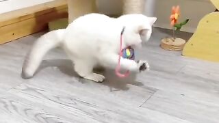 Cat play.himself. cute moment