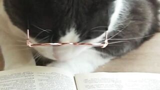 Funny Pet cat video