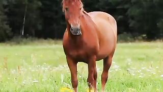 Animals that take their own lifes