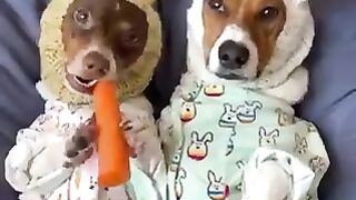 Funny and cute animals #30