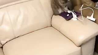 Cats compilation ????