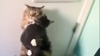 Funny and cute animals #31