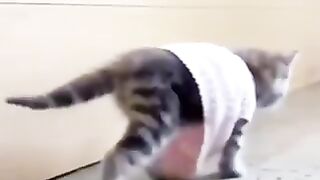 Funny Cats Compilation ????