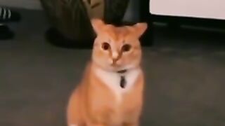 Cats compilation ????