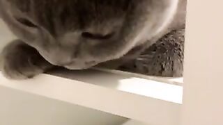 Funny cat video ????