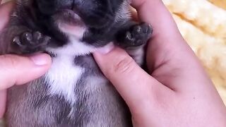 Funny and cute animals #33
