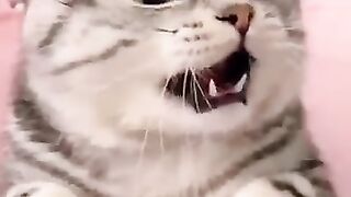 Cat Lover, Cute Playing