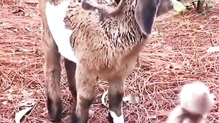 Funny and cute animals #34