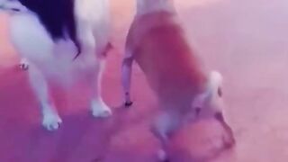 Funny video Cats and dogs
