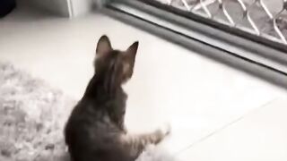Funny and cute animals #35