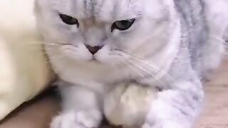 Funny and cute animals #36
