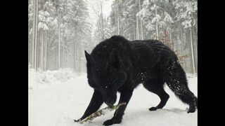 BIGGEST WOLF RECORDED